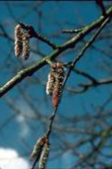 Bachbloesem Aspen