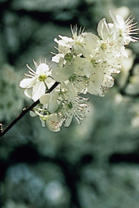 Bachbloesem Cherry Plum
