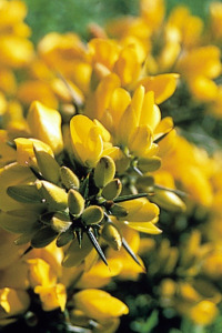 Bachbloesem Gorse