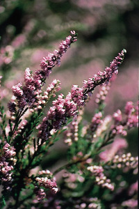Bachbloesem Heather