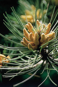 Bachbloesem Pine