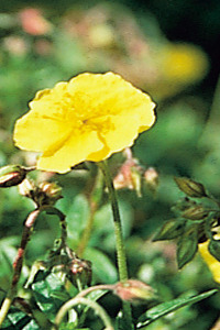 Bachbloesem Rock Rose