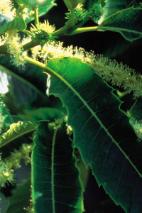 Bachbloesem Sweet Chestnut