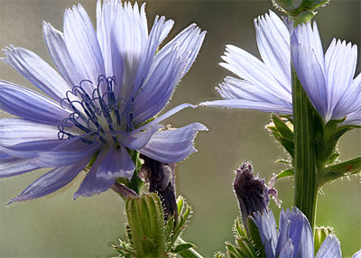 Bachbloesem Chicory