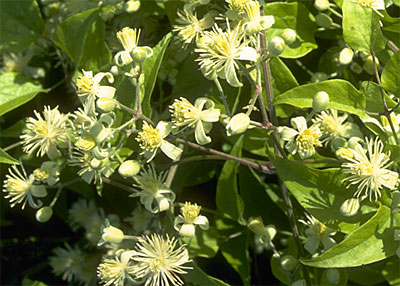 Bachbloesem Clematis