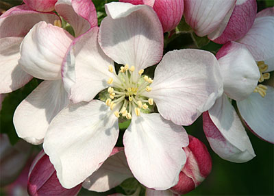 Bachbloesem Crab Apple