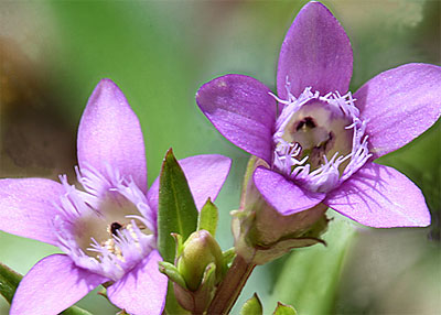Bachbloesem Gentian