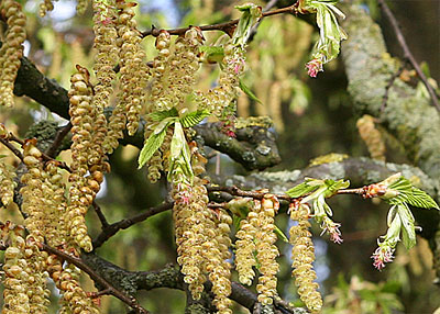Bachbloesem Hornbeam