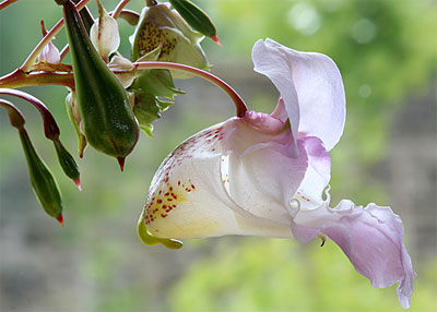 Bachbloesem Impatiens