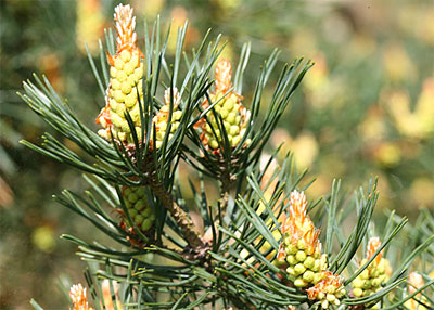 Bachbloesem Pine