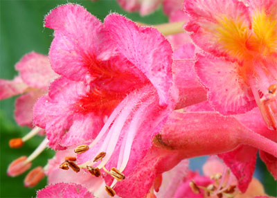 Bachbloesem Red Chestnut