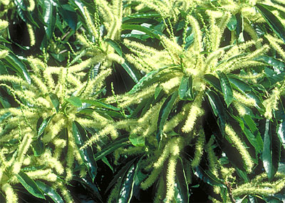 Bachbloesem Sweet Chestnut