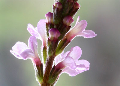 Bachbloesem Vervain