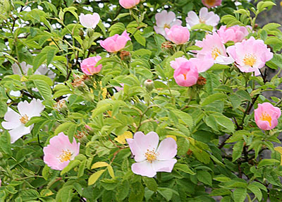 Bachbloesem Wild Rose