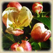 Bachbloesem Crab Apple