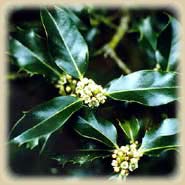 Bachbloesem Holly