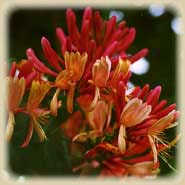Bachbloesem Honeysuckle