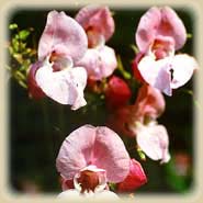 Bachbloesem Impatiens