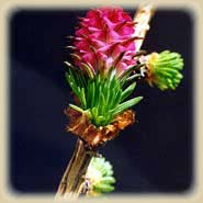 Bachbloesem Larch