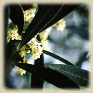 Bachbloesem Olive