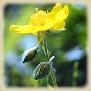 Bachbloesem Rock Rose