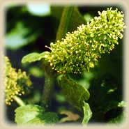 Bachbloesem Vine
