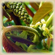 Bachbloesem Walnut