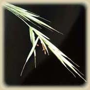 Bachbloesem Wild Oat