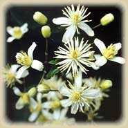 Bachbloesem Clematis